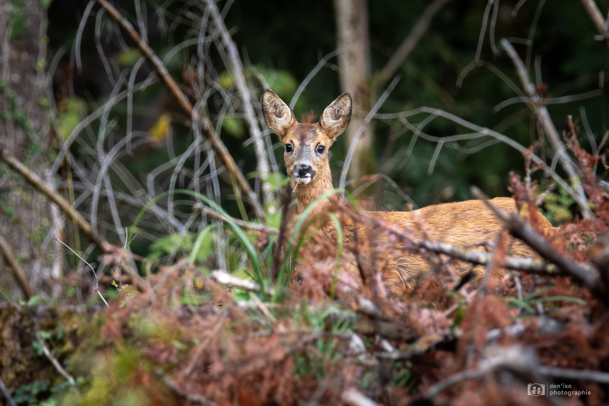 Chevreuil observant dans la forêt, entouré de fougères.
