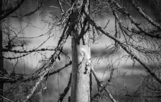 Détail d'un tronc d'arbre avec des branches en noir et blanc
