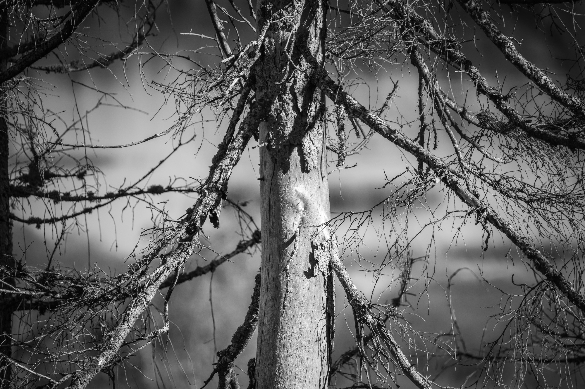 Détail d'un tronc d'arbre avec des branches en noir et blanc