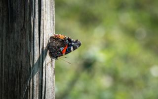 Papillon posé sur un poteau en bois dans un environnement naturel.