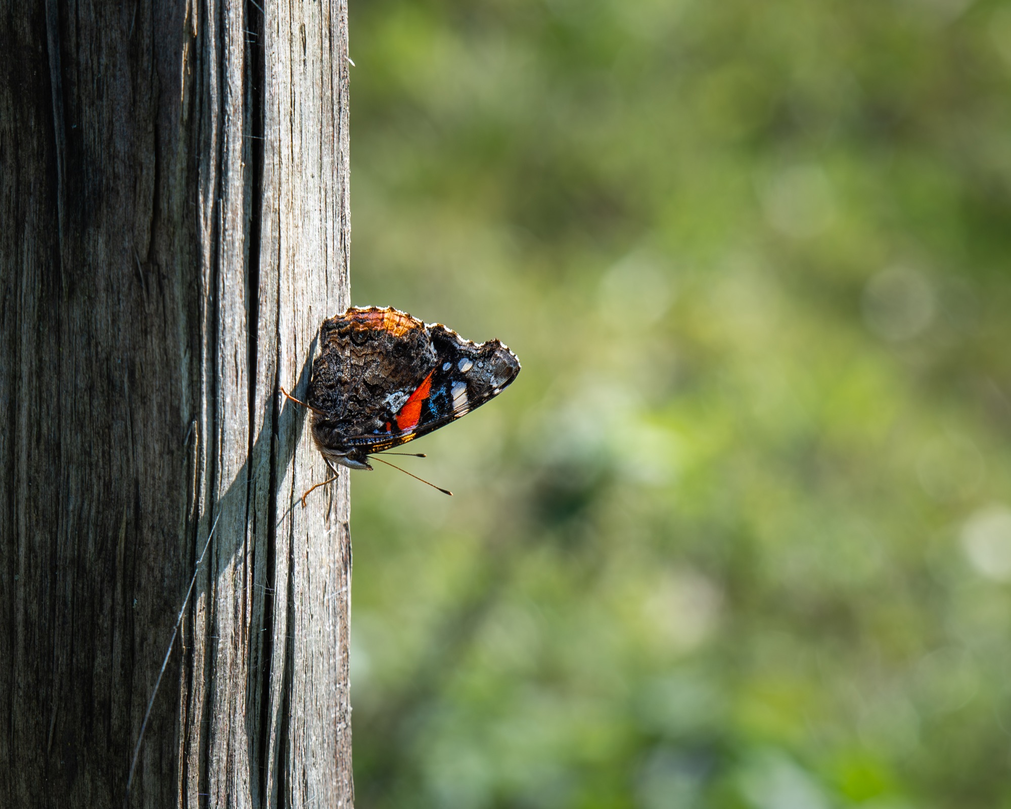 Papillon posé sur un poteau en bois dans un environnement naturel.