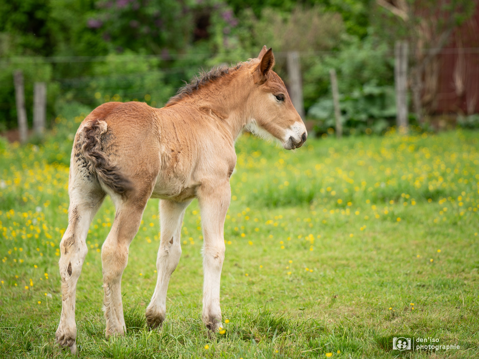 Jeune poulain brun dans un champ de fleurs jaunes, portrait en extérieur à Saône