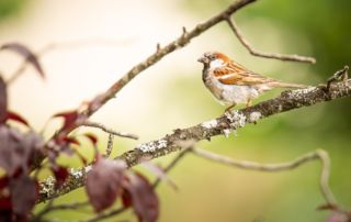 Un oiseau coloré sur une branche dans un cadre naturel apaisant.