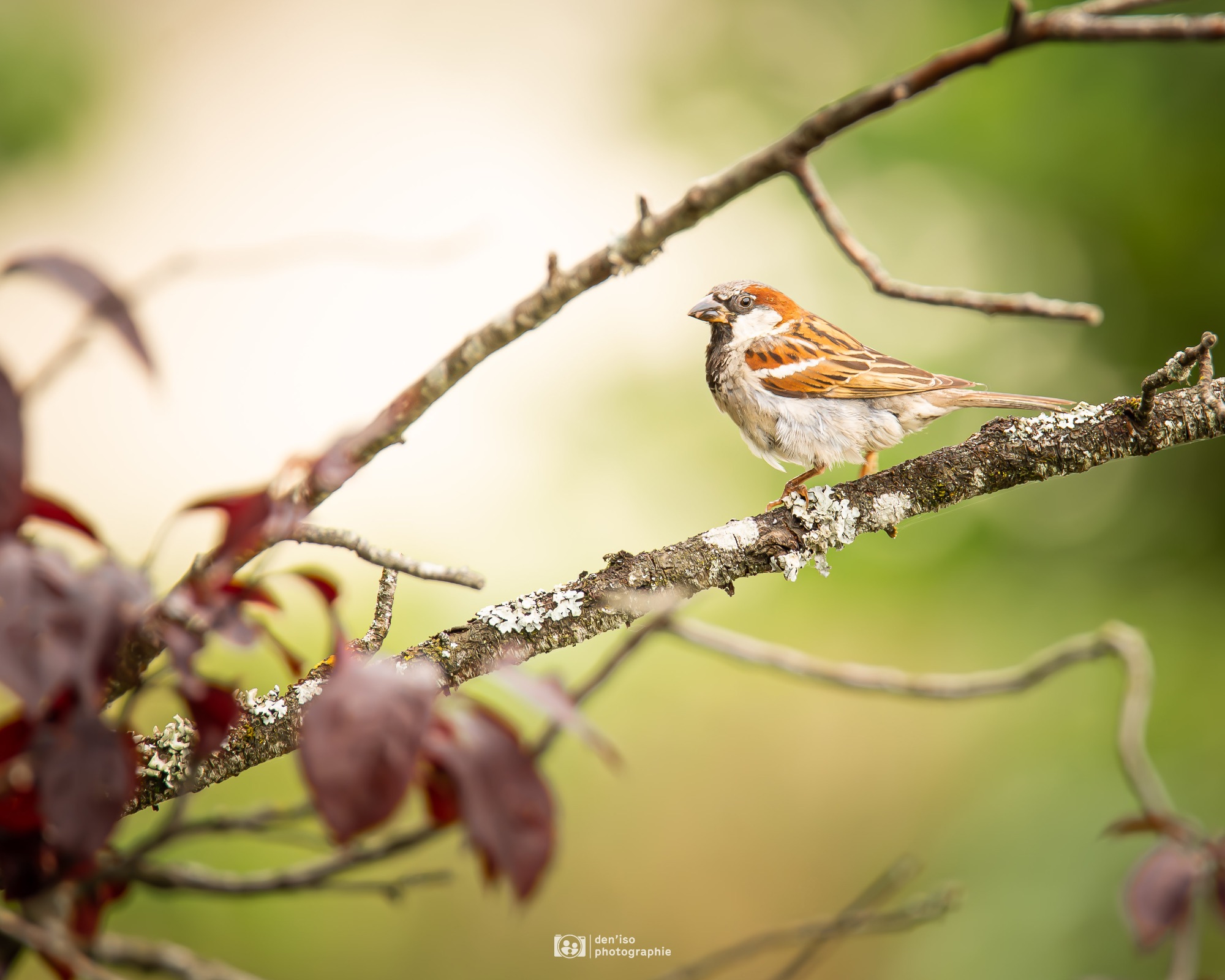 Un oiseau coloré sur une branche dans un cadre naturel apaisant.