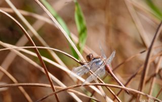 Libellule posée sur des brins d'herbe dans un milieu naturel