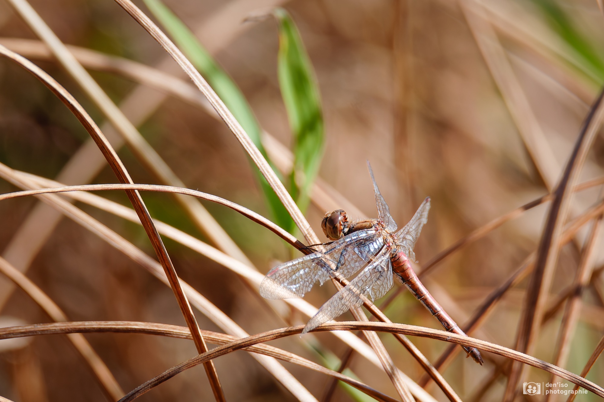 Libellule posée sur des brins d'herbe dans un milieu naturel