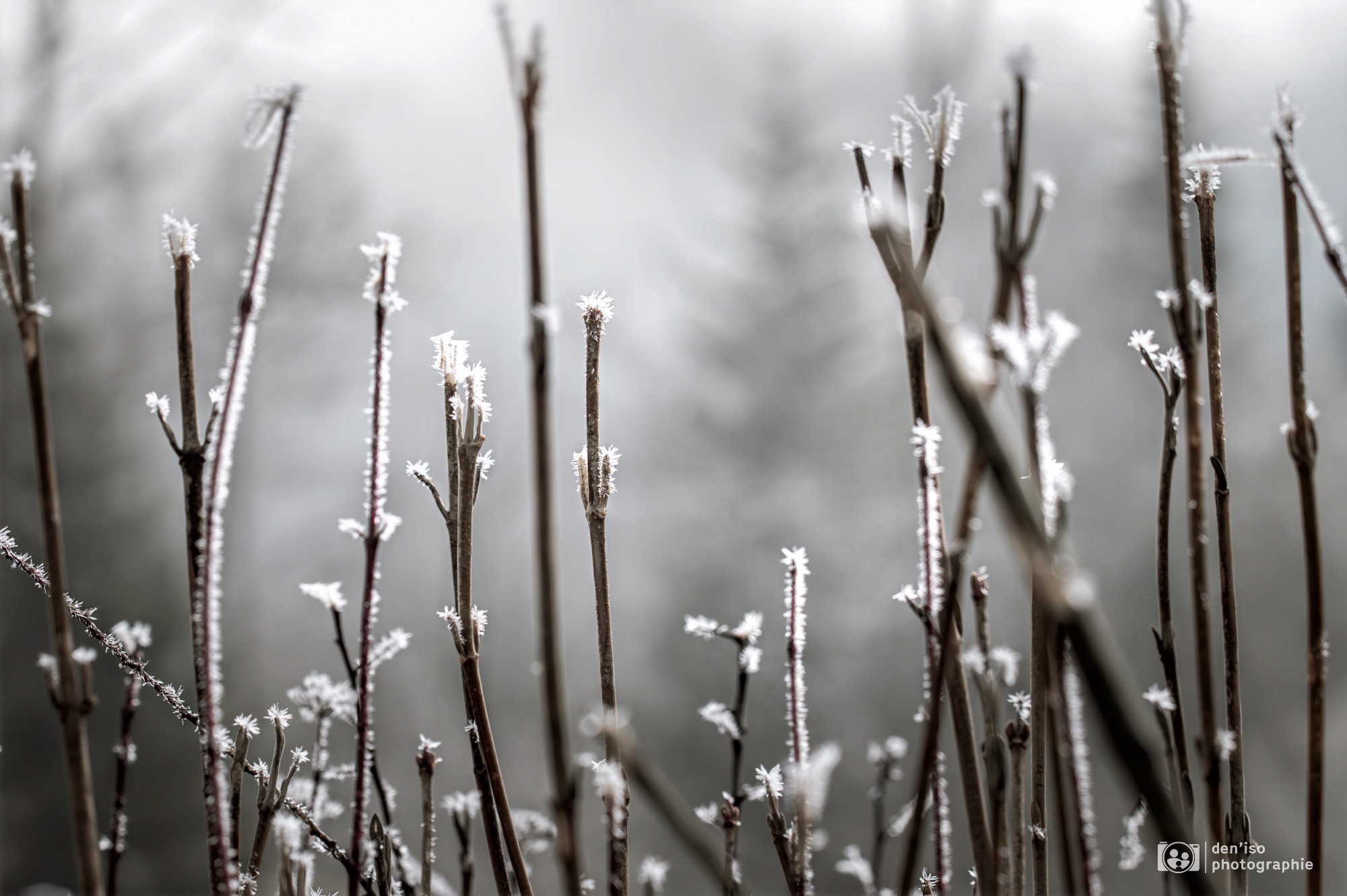Brindilles couvertes de givre, mises au point avec netteté, sur un fond hivernal légèrement flou, près de la Saône (Doubs).
