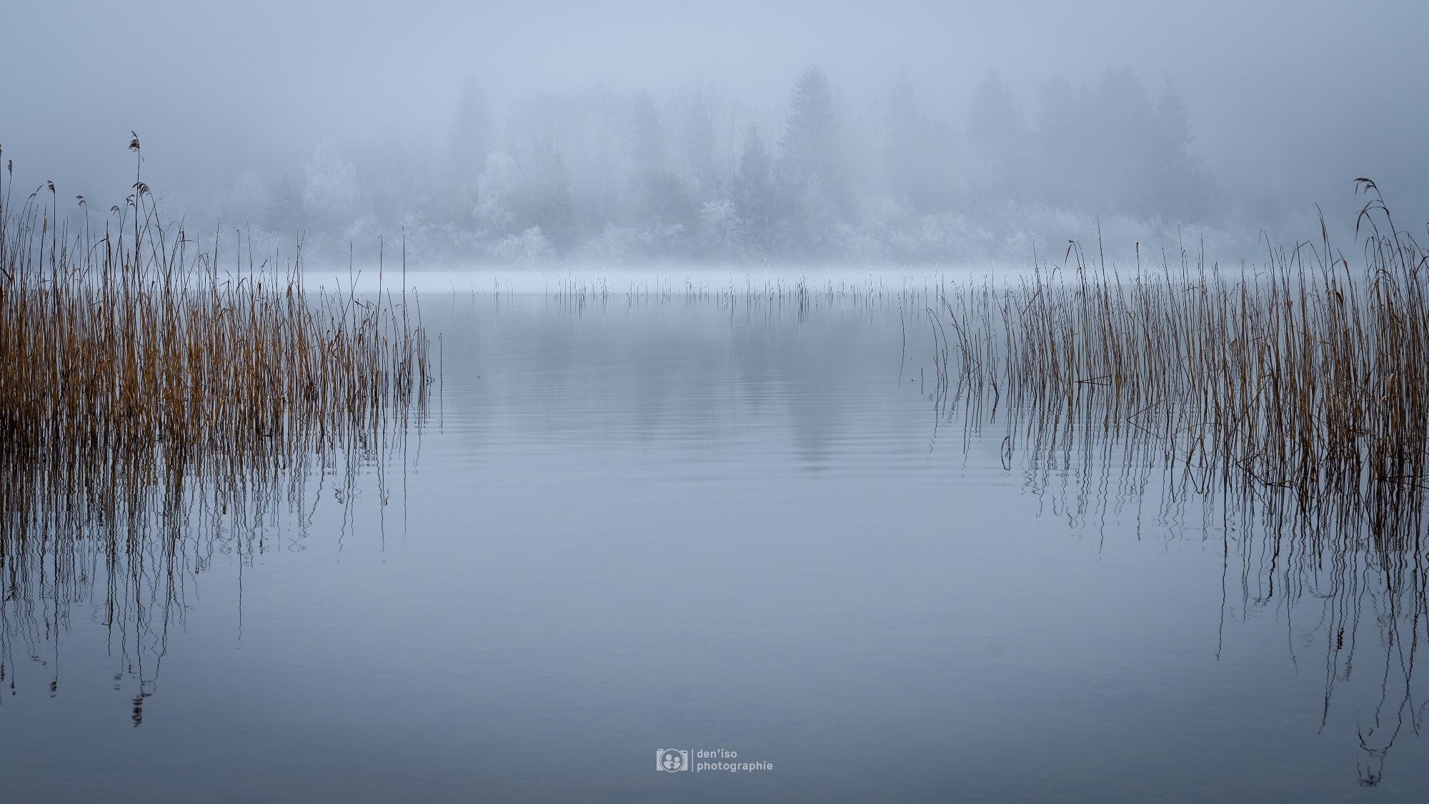 Paysage brumeux d'un lac avec roseaux